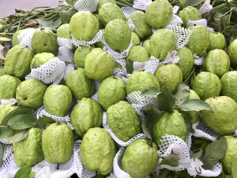 Ổi Liên Mạc